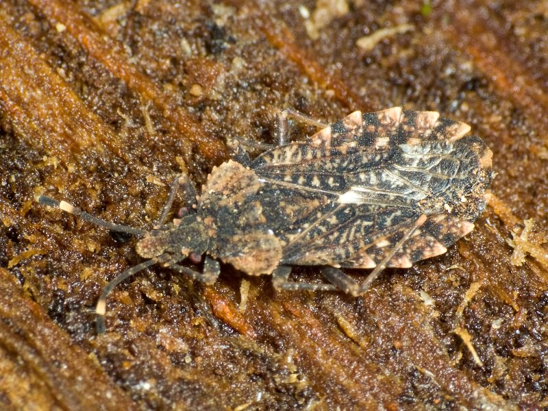 Aradus betulae (Linnaeus, 1758)